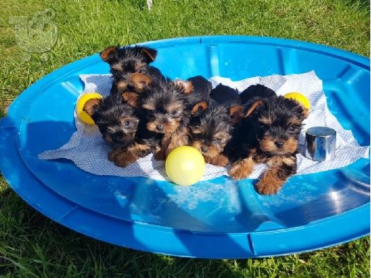 PoulaTo: Εκπληκτικά κουτάβια Yorkie